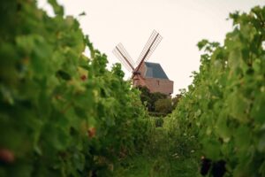 Visit Champagne Vineyards in Portuguese